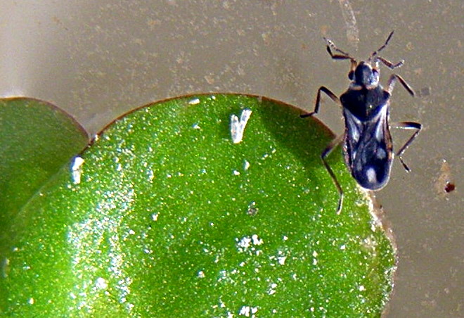 Microvelia cfr. reticulata